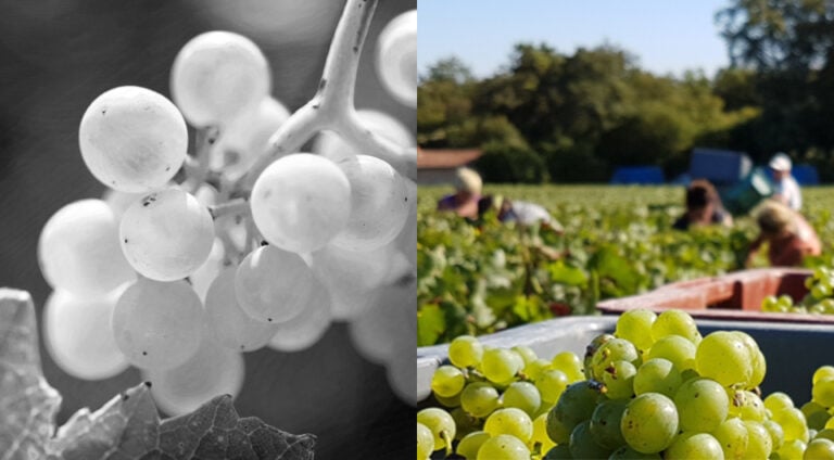 Le tourbillon des vendanges ! - Champmarket