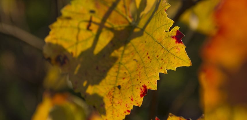 La taille des vignes Nicolas Feuillatte - Champmarket