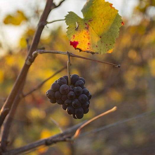 La taille des vignes Nicolas Feuillatte - Champmarket