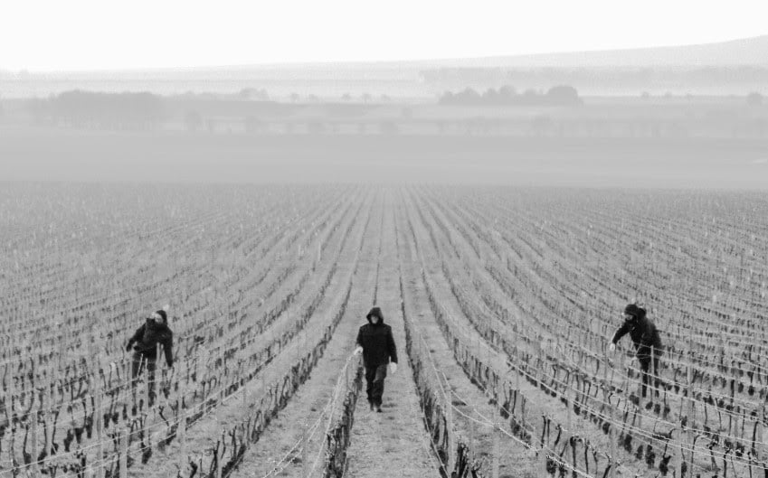 vignes ruinart hiver - Champmarket