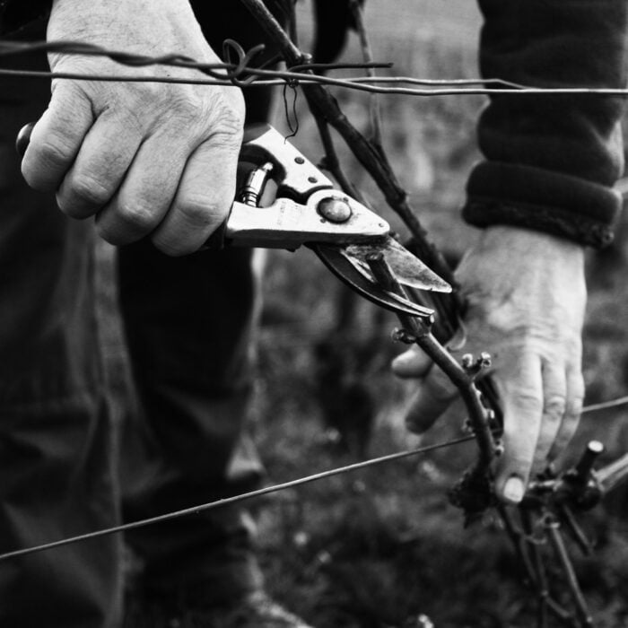 vineyard pruning - Champmarket