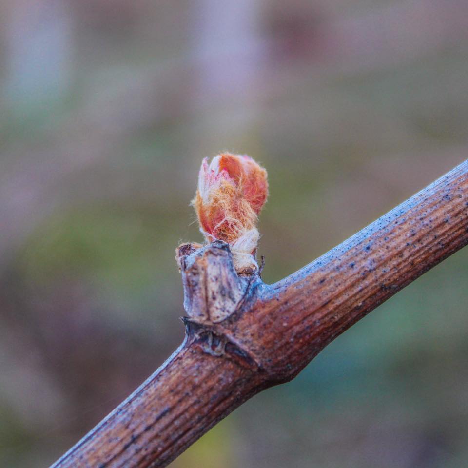 vine bud - Champmarket