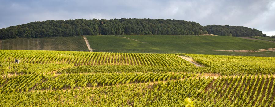 Sélection Champagne Barons de Rothschild - Champmarket Sélection Champagne Barons de Rothschild - Champmarket