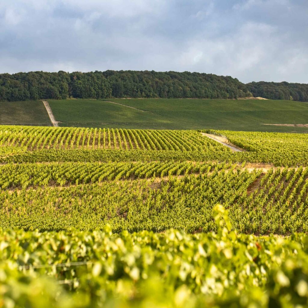 Visuel vignes Barons de Rothschild - Champmarket