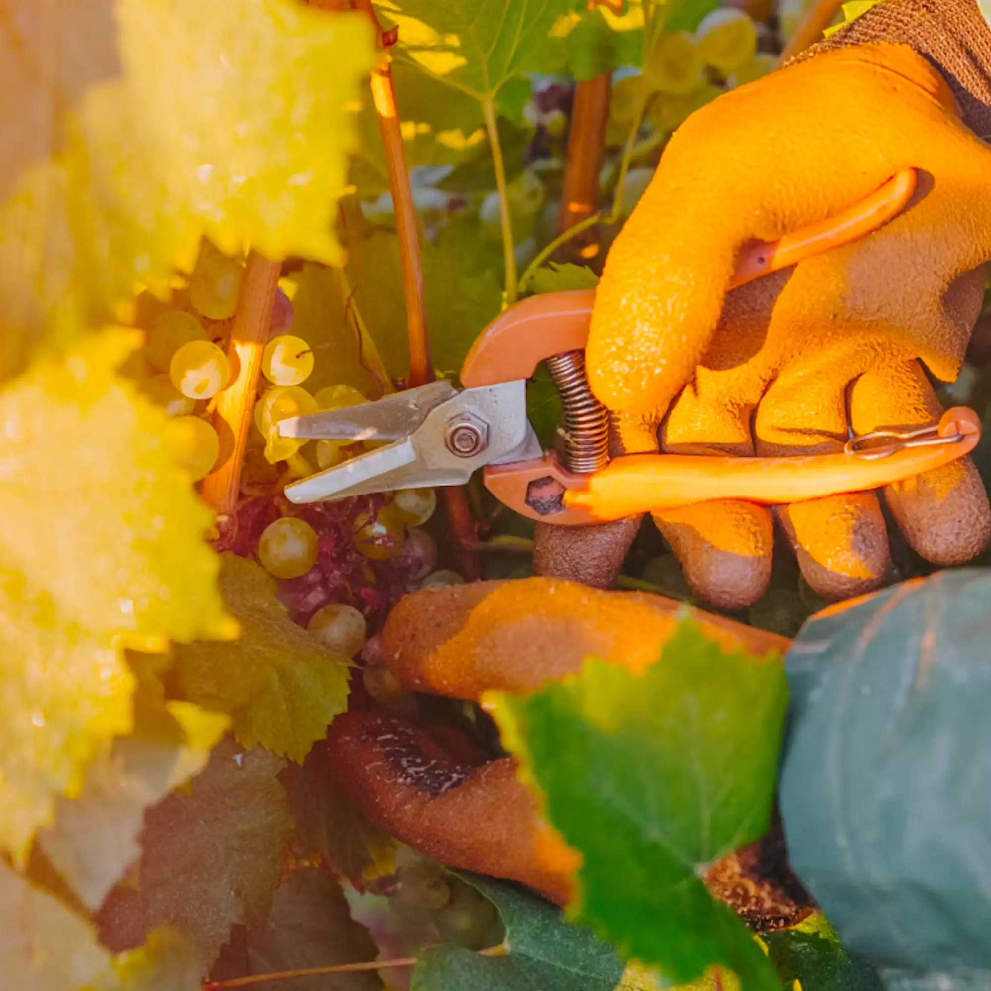 SAVOIR (RE)FAIRE : découvrez le film de Yann Arthus-Bertrand et Jérémy Frey pour la Maison Ruinart - Magazine Champmarket