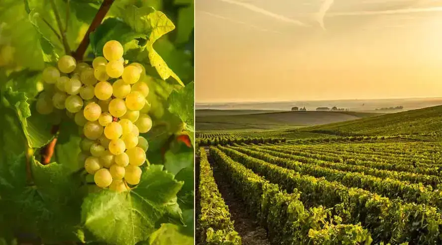 Viticulture Durable : Quelles Pratiques ? - Magazine Champagne