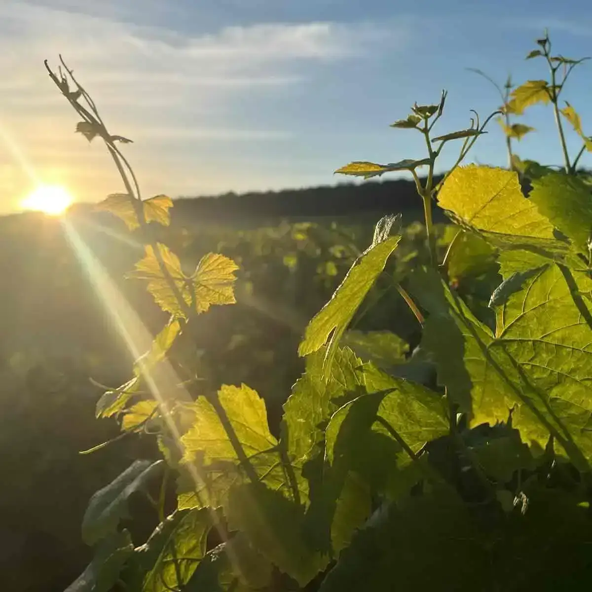 Les grands enjeux de la Champagne - Magazine Champmarket