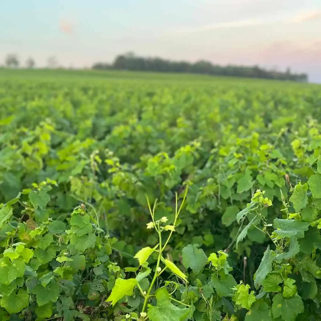 Visuel article champagne durable vignes Champmarket