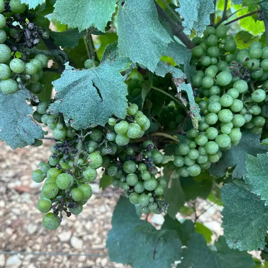 Visuel article champagne durable vignes Champmarket
