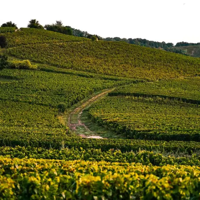 Champagne Saint-Sauveur - Champmarket