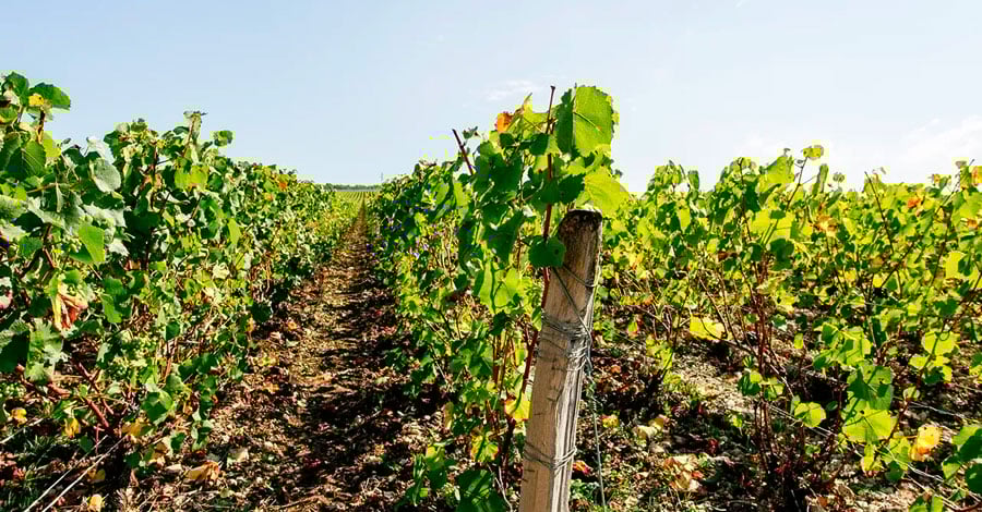 Sélection Champagne Clérambault - Champmarket