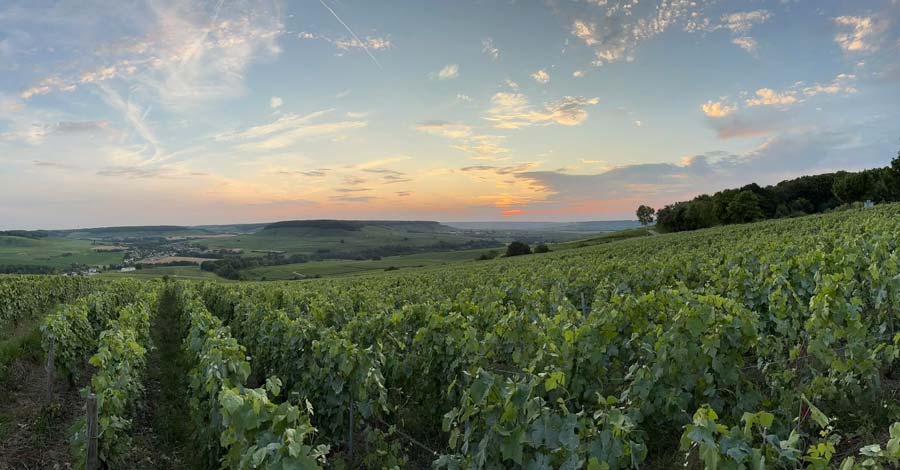 Sélection Champagne Mangin & Fils - Champmarket