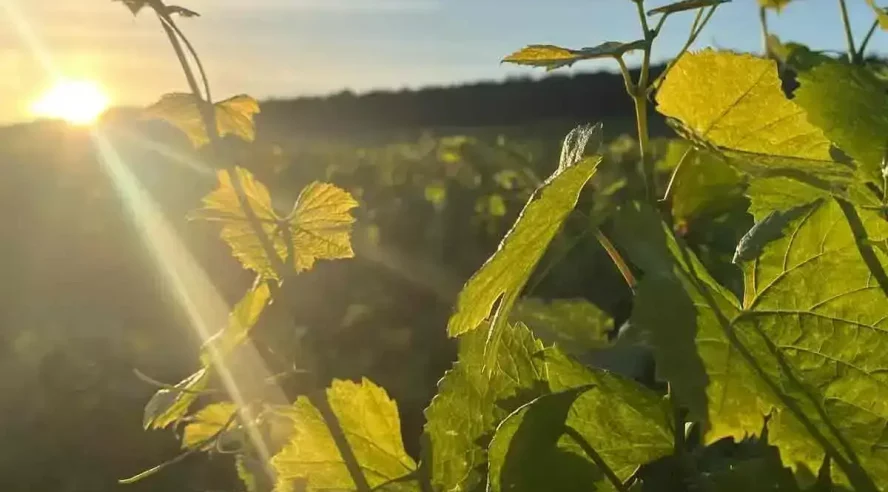 Visuel article champagne durable vignes Champmarket