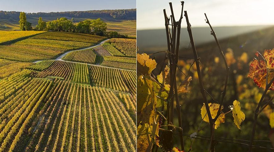 La taille des vignes par Nicolas Feuillatte - Champmarket