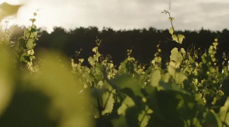 SAVOIR (RE)FAIRE : découvrez le film de Yann Arthus-Bertrand et Jérémy Frey pour la Maison Ruinart - Magazine Champmarket